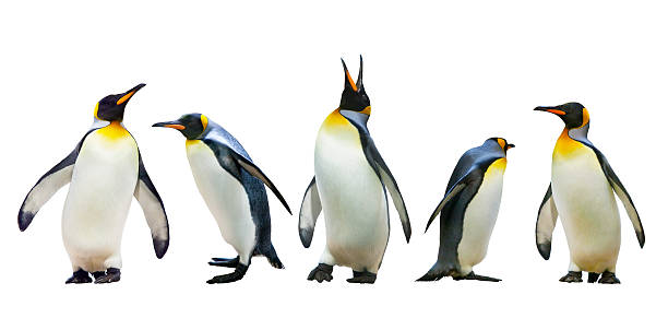 Emperor penguins Emperor penguins. isolated on white background penguin stock pictures, royalty-free photos & images