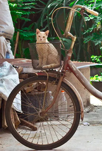 Old bicycle with cute cat