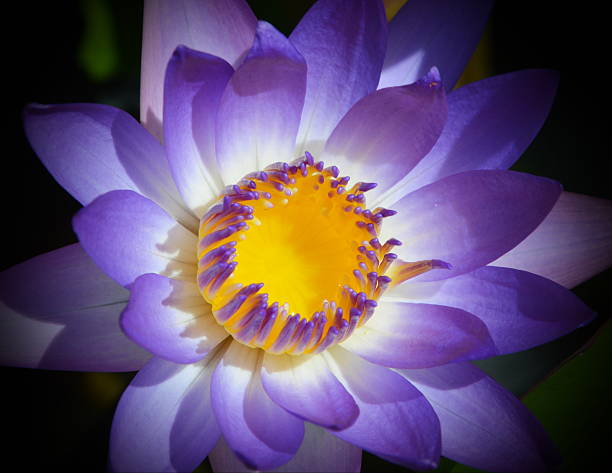 istock purple lotus vignette 480084986