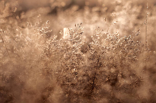 istock early morning dew and frost on tree branch 480085530