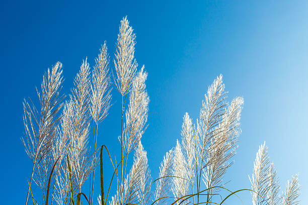 istock flower of wild grass in the morning 480086096