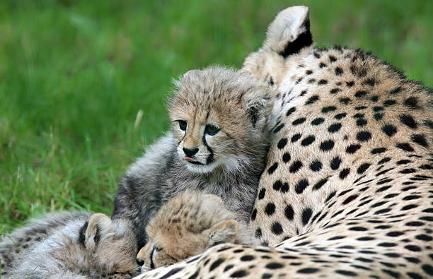 istock cheetah cub and his family 480088366