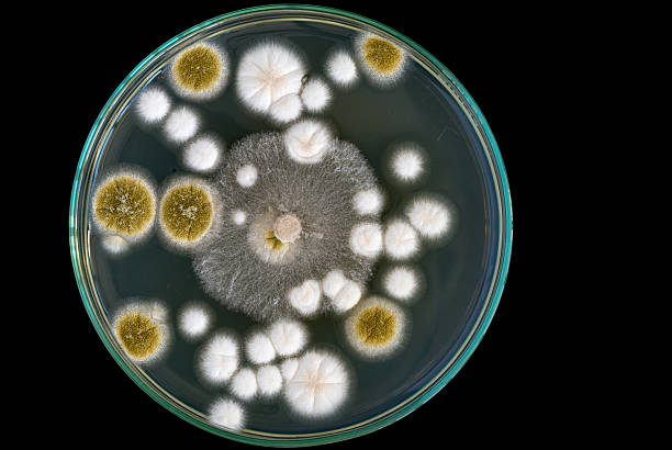 macro de hongos en placa de petri sobre fondo negro - penicillium fotografías e imágenes de stock