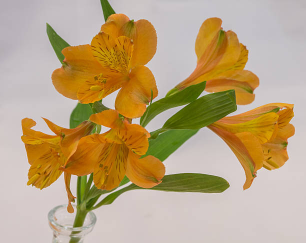 Alstroemeria aurea stock photo