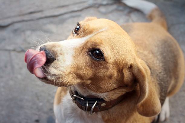 istock brown and white beagle dog in the park 480088888