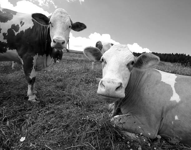 istock cow grazing in the meadow in the mountains 480089164