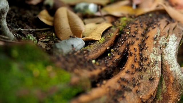 Group of Ants in the Forest