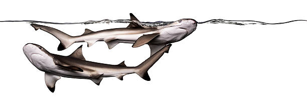 istock Blacktip reef sharks swimming together at the surface 480090591