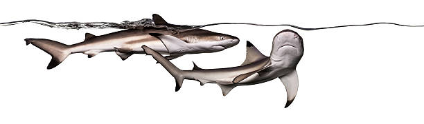 istock Blacktip reef sharks swimming together at the surface 480090597