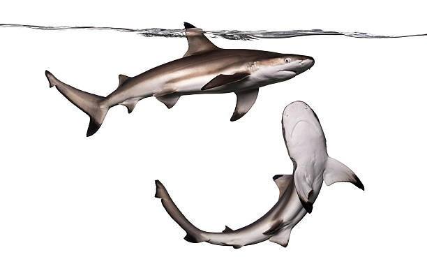 istock Blacktip reef shark viewed from below, Carcharhinus melanopterus 480090705