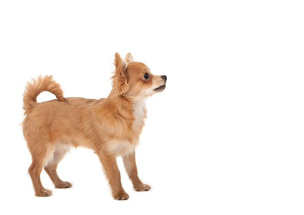 istock Long haired chihuahua puppy dog 480090769