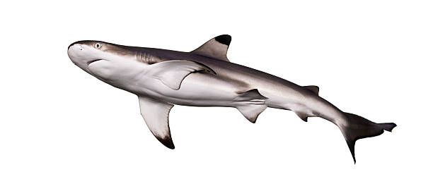 istock Blacktip reef shark viewed from below, Carcharhinus melanopterus 480091067