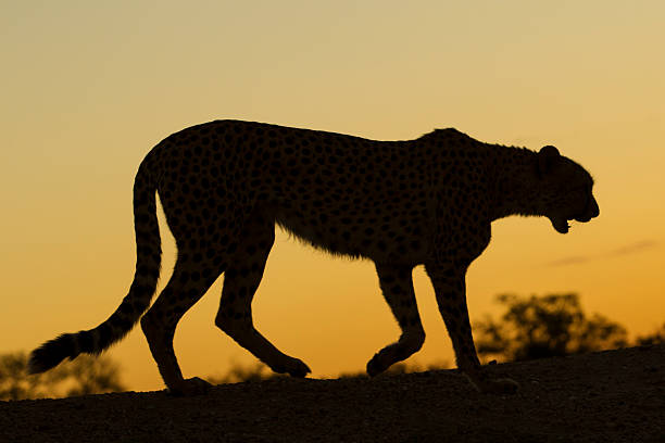 istock Female Cheetah (Acinonyx jubatus) South Africa 480091255