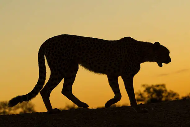Silhouette of a walking female Cheetah in South Africa
