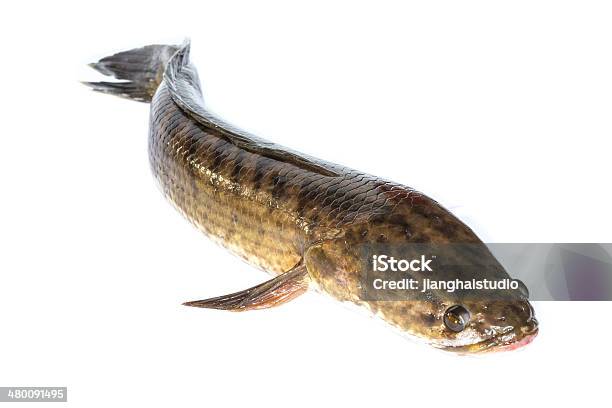 Giant Snakehead Fish Stock Photo - Download Image Now - Animal, Animals Hunting, Asia