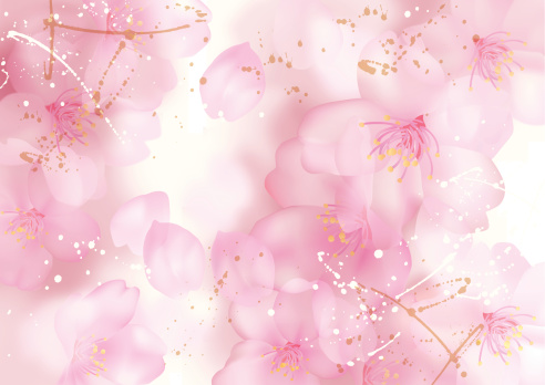 Illustration of beautiful cherry tree (sakura)