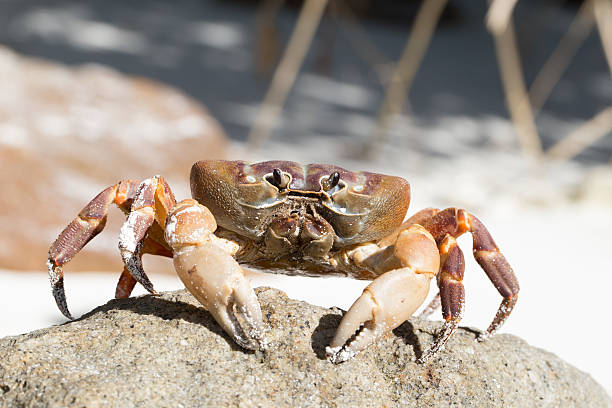 istock Hairy leg mountain crab, Tachai island, Thailand 480092562
