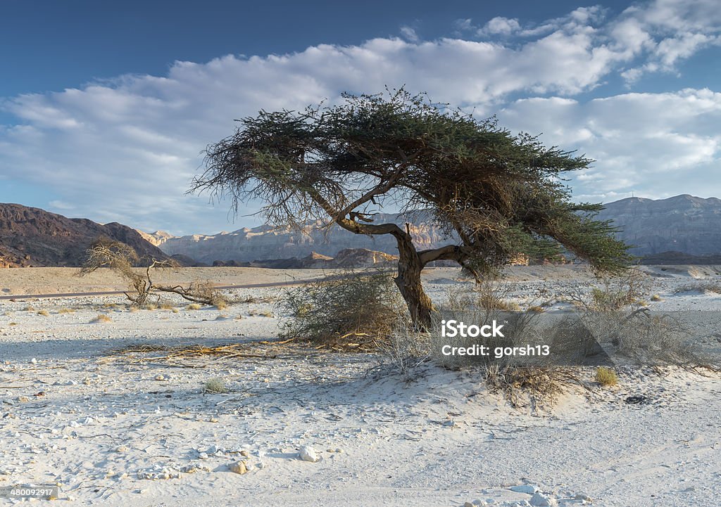 Timna valley near Eilat, Israel National Timna Park, located 25 km north of Eilat (Israel), combines beautiful scenery with special antiquities, history, unique geology and variety of sport and family activities Adulation Stock Photo