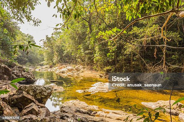 Brook Forest Stock Photo - Download Image Now - Falling, Autumn, 2015