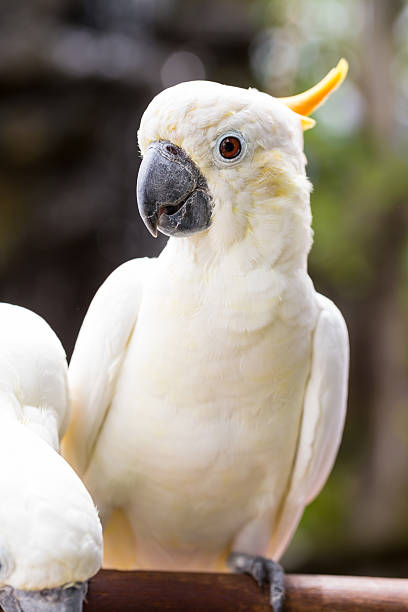 istock Sulphur-crested Cockatoo, Cacatua galerita perched on branches 480093776