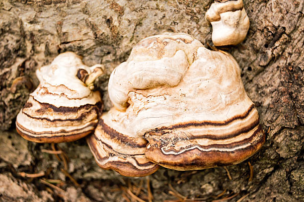 istock Hoof Fungi Growing on Tree Bark 480093822