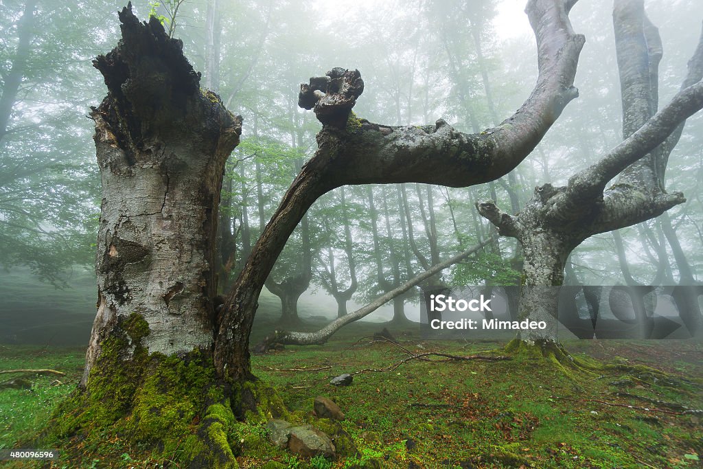 broken tree broken tree in foggy forest 2015 Stock Photo