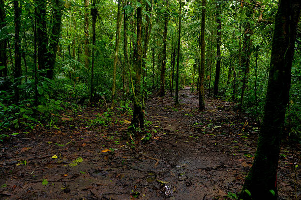 Beautiful trail in the jungle of Yasuni Ecuador Beautiful trail in the jungle of Yasuni Ecuador tarutao stock pictures, royalty-free photos & images