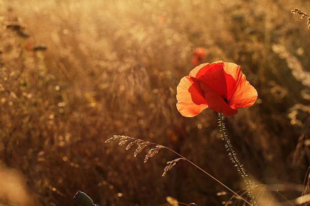papoila no campo ao pôr do sol de luz de fundo - field poppy single flower flower imagens e fotografias de stock