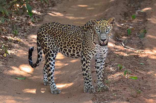 istock Sri Lankan Leopard - Panthera Pardus Kotiya 480097007