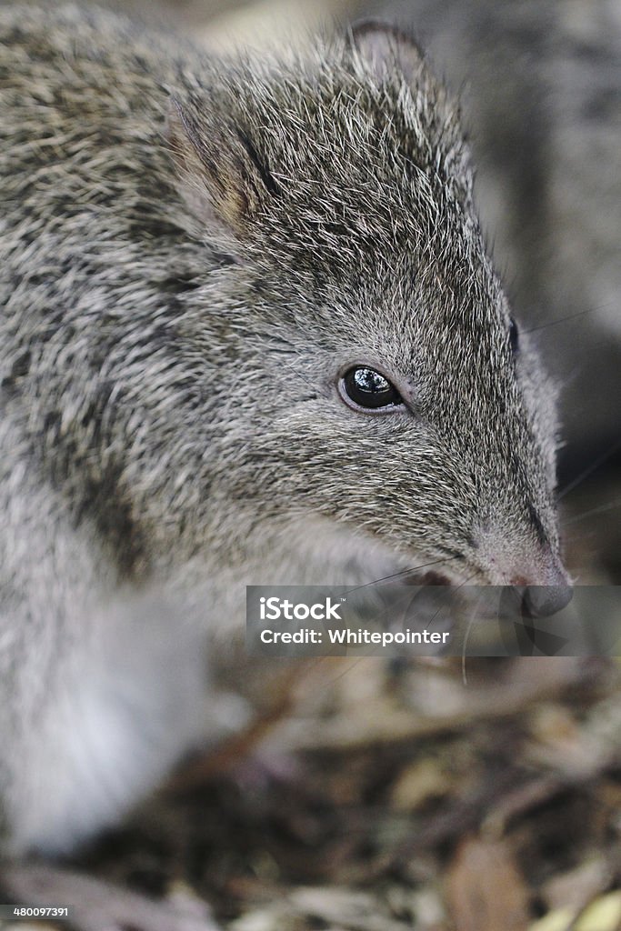 Long-nosed Potoroo (Potorous tridactylus) Long-nosed Potoroo (Potorous tridactylus) looks like a large rat, but is a marsupial and hops like a kangaroo. Animal Stock Photo