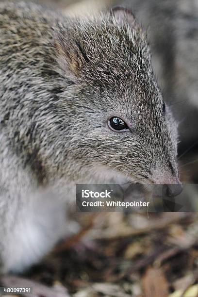Longnosed Potoroo Stock Photo - Download Image Now - Animal, Animal Body Part, Animal Ear
