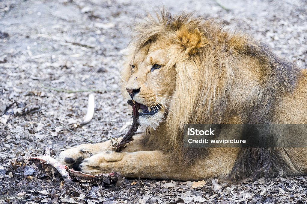 Lion eating a piece of meat. Lion dines with a large piece of meat Africa Stock Photo