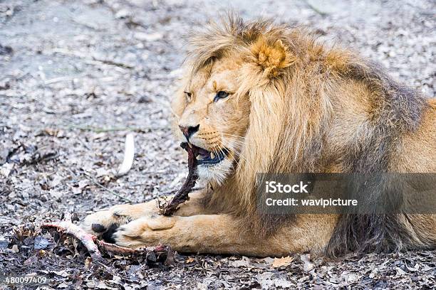 Lion Eating A Piece Of Meat Stock Photo - Download Image Now - Africa, Animal, Animal Body Part