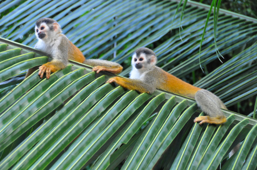 Squirrel monkeys on a palm leaf, Costa Rica.