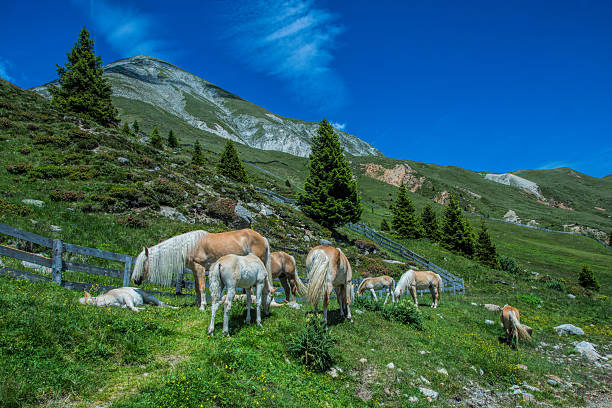 хафлингер в горы - european alps tirol rhododendron nature стоковые фото и изображения