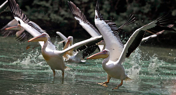 pelicano (chama-se pelenacus onocrotalus - pelican landing imagens e fotografias de stock