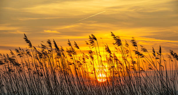 istock Sunrise over reed in a field in winter 480101407
