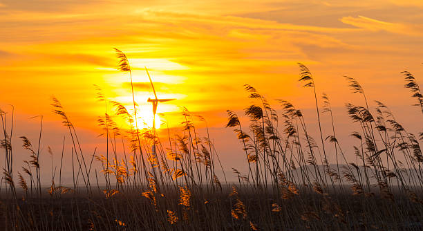 istock Sunrise over reed in a field in winter 480101447