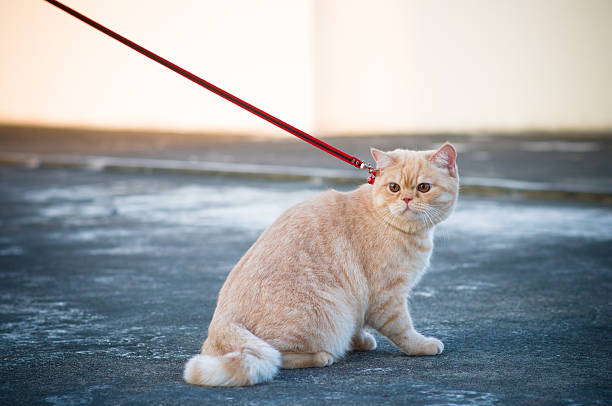 istock British Shorthair cream 1 480101925
