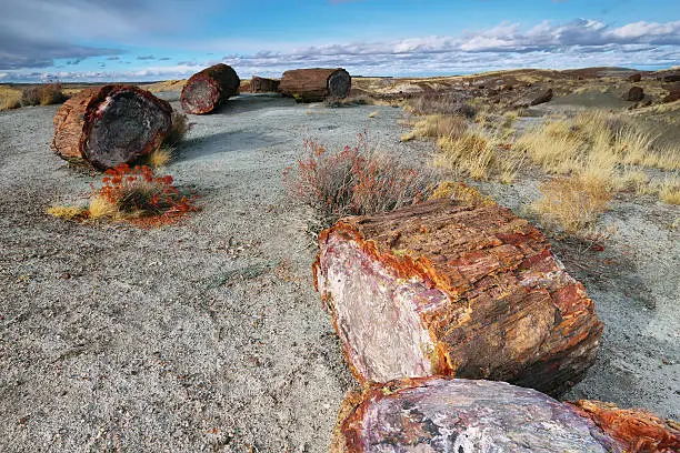 Photo of Petrified wood of triassic period in Petrified Forest