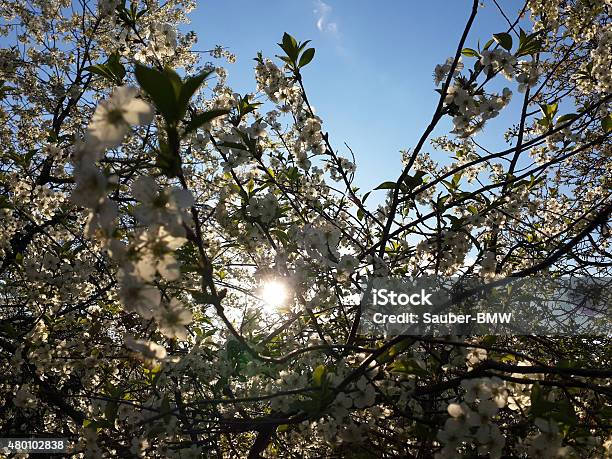 Sunset In The Spring Garden Stock Photo - Download Image Now - 2015, Beauty In Nature, Blossom
