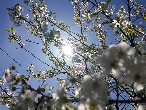 Sunlight through blossom