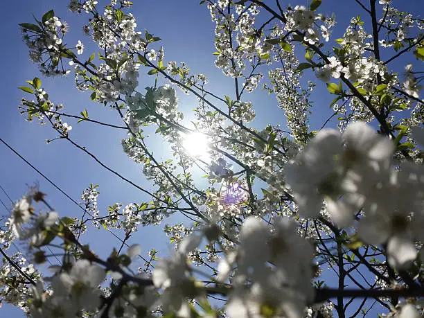 Sunlight through blossom in spring