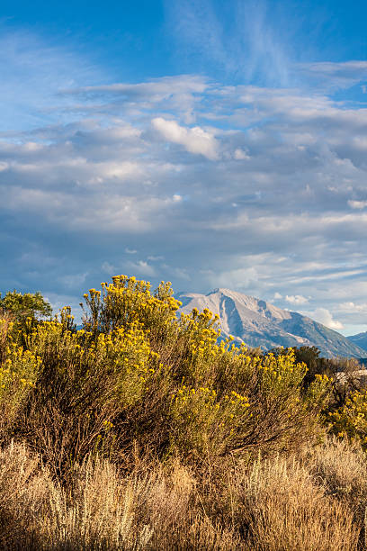 Mount Sopris with Blooming Sagebrush stock photo