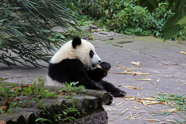 istock Young Panda Sitting and Eating - China 480103433