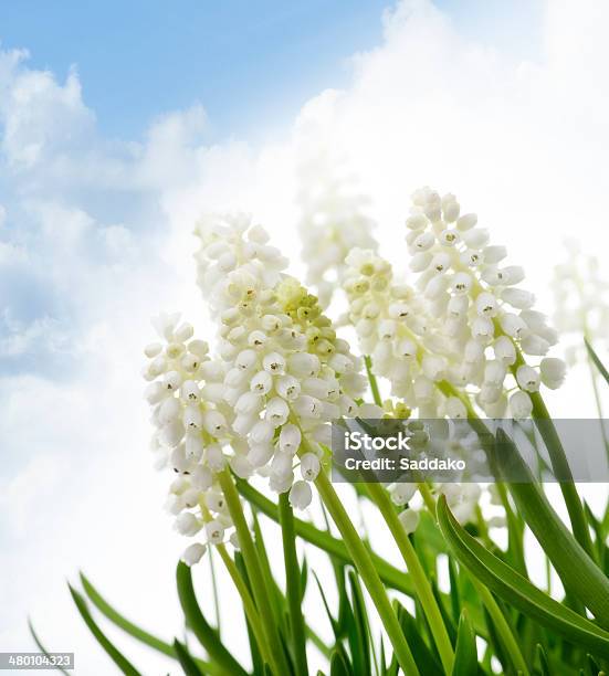 White Muscari Flowers Stock Photo - Download Image Now - Blossom, Blue, Close-up