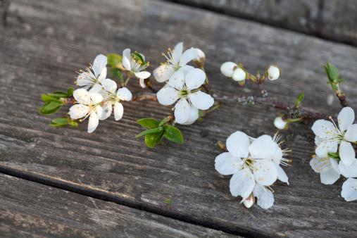 spring blossoms on old wooden surface