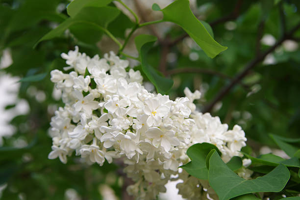 istock Branch with white Lilac flowers 480105646