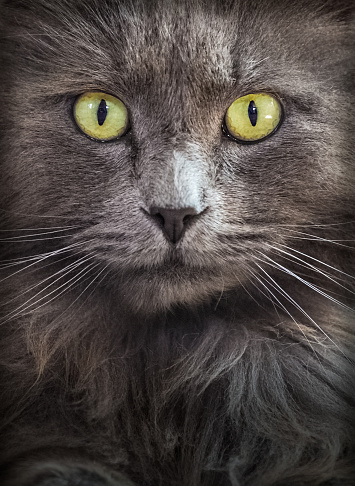 Portrait of a one year old Chartreux cat