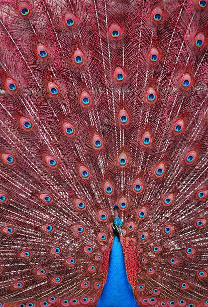 Photo of Peacock with Red Feathers